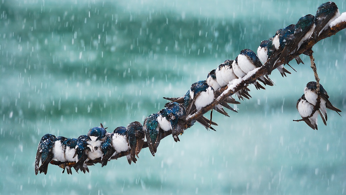 Shiver, Fluff and Cuddle How Birds Keep Warm in the Winter Chicago